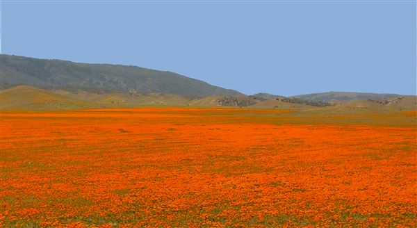 Pearblossom Highway - Sparkling field of California poppies on Highway 138 west of the turnoff for the California Poppy Reserve (just south of the Tejon Ranch). (4/23/2014 - Credits: Gregory "Slowbirdr" Smith)