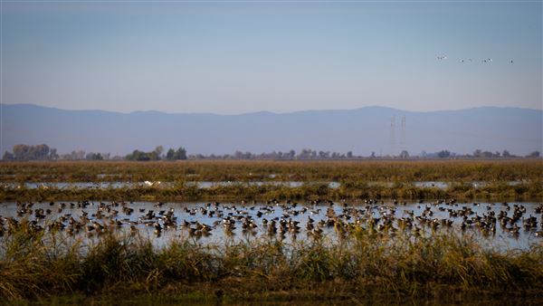 Gray Lodge Wildlife Area - California Department of Fish & Wildlife (CDFW) (7/28/2025 - Credits: U.S. Bureau of Reclamation)