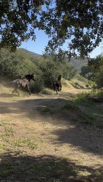 Agua Dulce Horse Ranch (8/13/2025 - Credits: Lisa Fara All rights reserved, property owner photographs)