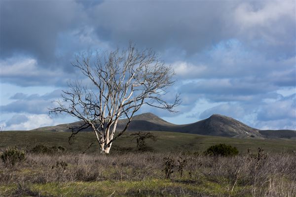 Harmony Headlands State Park (SP) (11/28/2016 - Credits: Brian Baer)