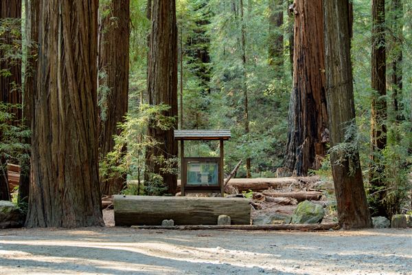 John B. Dewitt Redwoods State National Reserve (SNR) (8/21/2017 - Credits: Brian Baer)