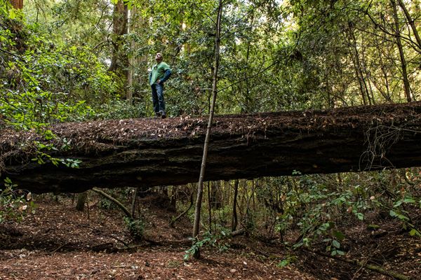 Portola Redwoods State Park (SP) (2/24/2016 - Credits: Brian Baer)