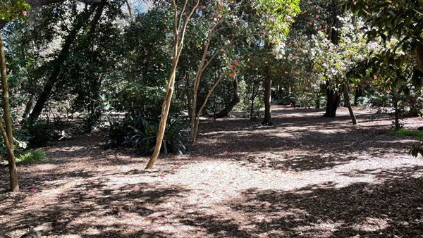 Descanso Gardens - Ancient Forest (3/7/2022 - Credits: Leo Fialho)