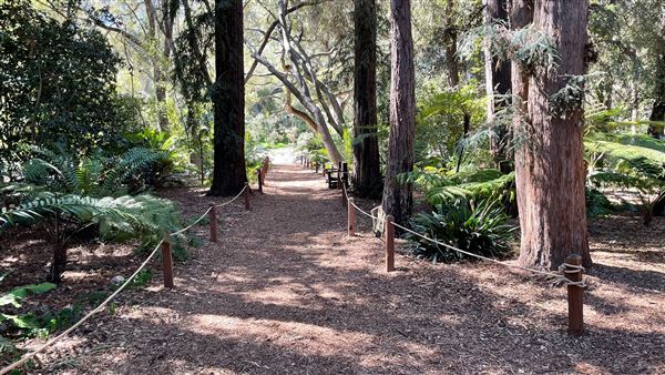 Descanso Gardens - Ancient Forest (3/7/2022 - Credits: Leo Fialho)