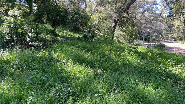 Descanso Gardens - Ancient Forest (3/7/2022 - Credits: Leo Fialho)