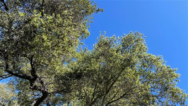 Descanso Gardens - Camellia Forest (3/7/2022 - Credits: Leo Fialho)