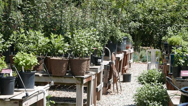 Descanso Gardens - Plant Propagation Greenhouse (7/26/2017 - Credits: Leo Fialho)