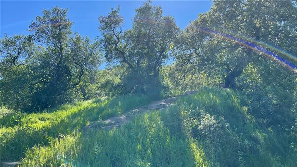 Descanso Gardens - Hopes Garden (3/7/2022 - Credits: Leo Fialho)