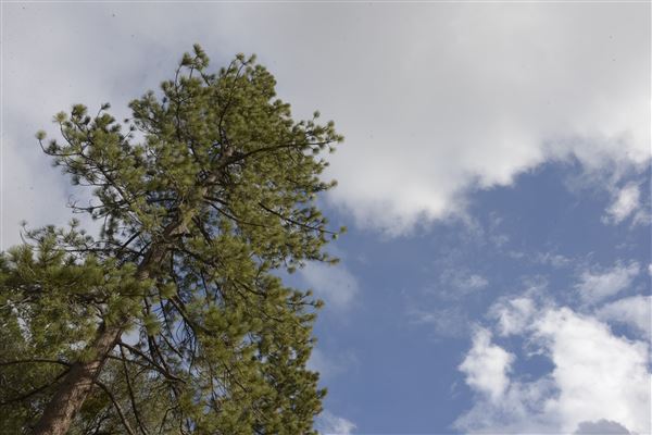 Crystal Lake Recreation Area / Campground - Angeles National Forest - Camping Loop A - Site 4 (1/30/2015 - Credits: Leo Fialho)