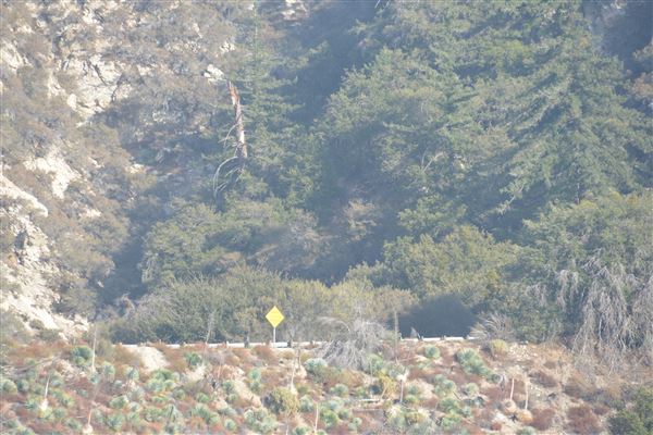 Angeles Crest Highway - SR2 - Between MM 37.21 & Red Box Picnic Area (11/16/2016 - Credits: Leo Fialho)