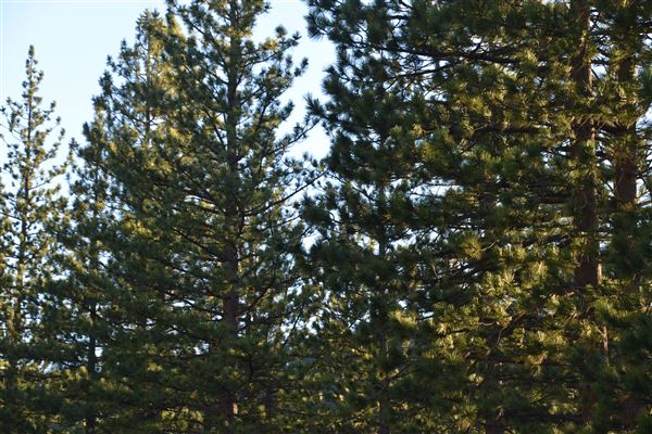 Angeles Crest Highway - SR2 - MM 61.80 - 60.0 Eagle's Roost (Outside TMZ) (7/28/2017 - Credits: Leo Fialho)
