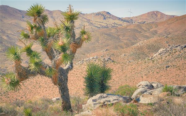 Jawbone Canyon (12/4/2025 - Credits: Jesse Pluim - Bureau of Land Management)