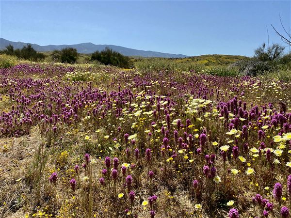 Carrizo Plain National Monument (12/11/2025 - Credits: Stephen Delear - Bureau of Land Management)
