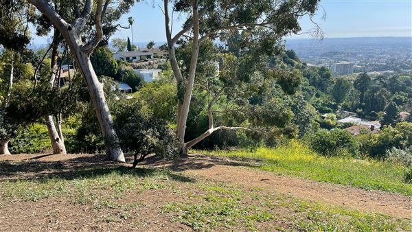 Griffith Park Redwoods - Cedar Grove - Cedar Grove Trail (3/16/2022 - Credits: Leo Fialho)