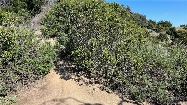 Griffith Park Redwoods - Cedar Grove - Cedar Grove Trail (3/16/2022 - Credits: Leo Fialho)