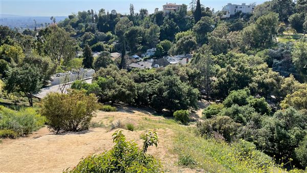 Griffith Park Redwoods - Cedar Grove - Cedar Grove Trail (3/16/2022 - Credits: Leo Fialho)