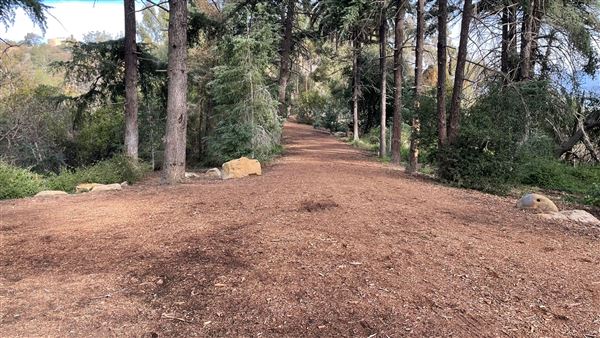 Griffith Park Redwoods - Cedar Grove - Cedar Grove (12/10/2021 - Credits: Leo Fialho)