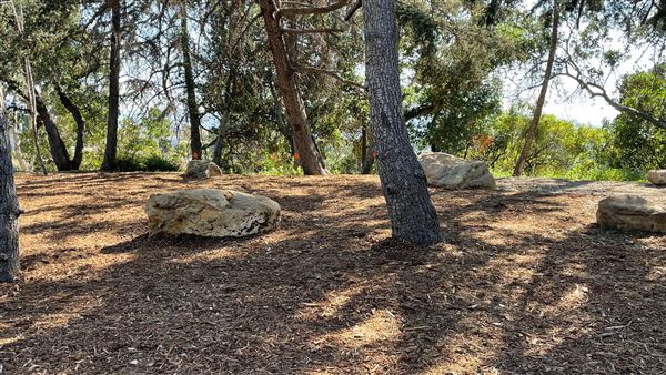 Griffith Park Redwoods - Cedar Grove - Cedar Grove (12/10/2021 - Credits: Leo Fialho)