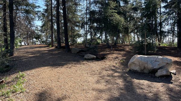 Griffith Park Redwoods - Cedar Grove - Cedar Grove (12/10/2021 - Credits: Leo Fialho)