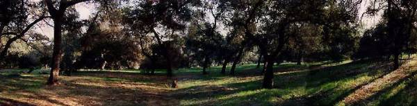 Los Angeles County Arboretum (12/31/2003)