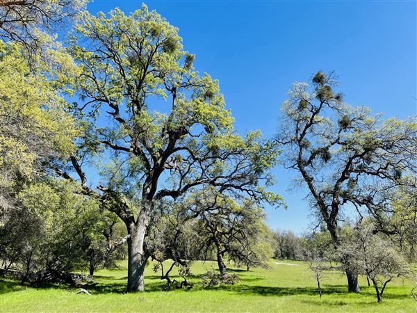Aukum Ranch (3/20/2026 - Credits: Jon Masters)