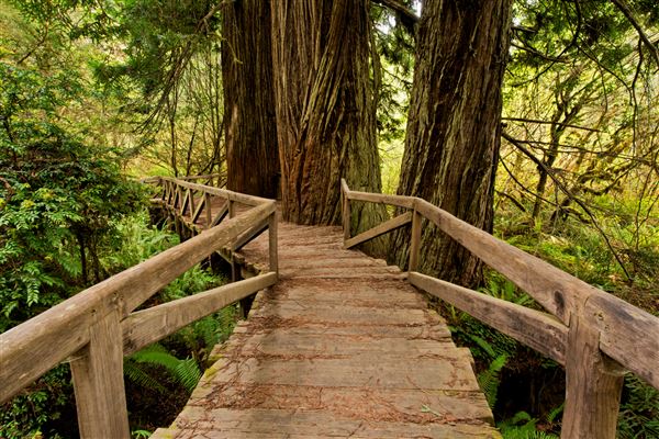Prairie Creek Redwoods State Park (SP) within the Redwood National and State Parks (4/14/2014 - Credits: Brian Baer)