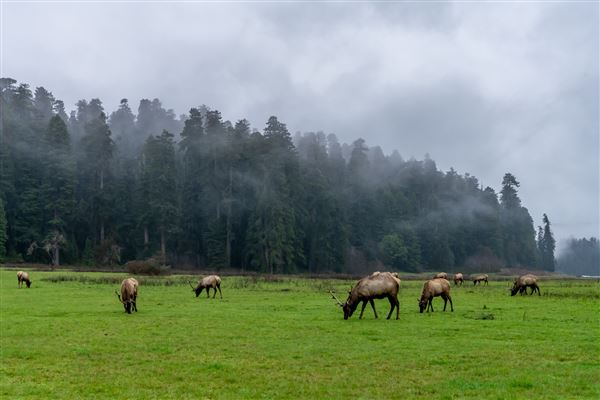 Prairie Creek Redwoods State Park (SP) within the Redwood National and State Parks (2/13/2024 - Credits: Brian Baer)