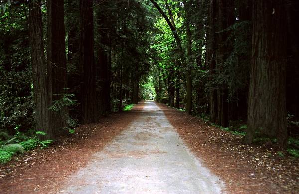 Forest of Nisene Marks State Park (SP), The (12/31/2003)