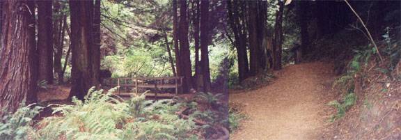 Pomo Canyon (Sonoma Coast State Park) (12/31/2003)