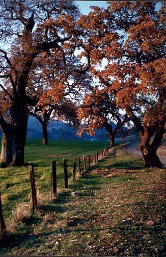San Felipe Ranch Inc. / The Nature Conservancy California Program (12/31/2003)