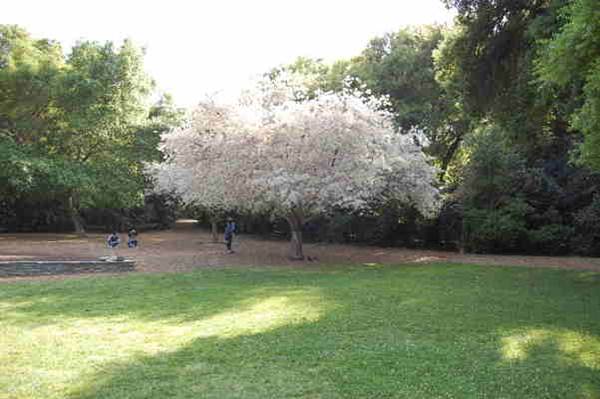 Descanso Gardens (6/14/2011 - Credits: David Golden)