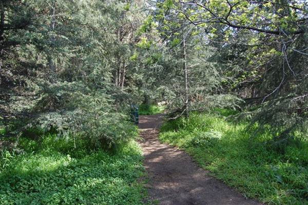Griffith Park Redwoods - Cedar Grove (6/14/2011 - Credits: David Golden)