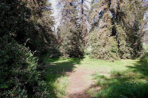 Griffith Park Redwoods - Cedar Grove (6/14/2011 - Credits: David Golden)