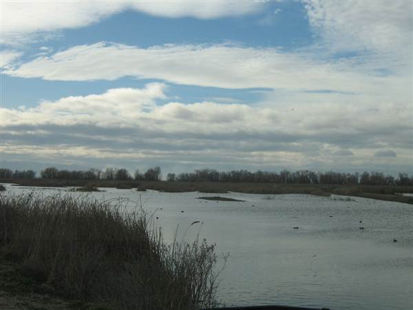 Colusa National Wildlife Refuge (11/10/2011)