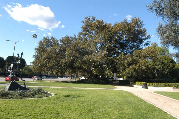 Beverly Gardens Park (2/3/2009)