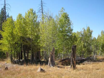 Aspens Near Highway 267 US Forest Service (10/8/2009)