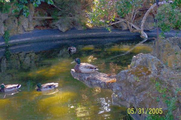 Japanese Tea Garden - San Mateo Central Park & Recreation Center (6/24/2013)