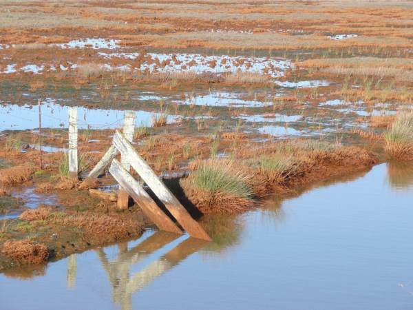 Arcata Marsh and Wildlife Sanctuary (1/20/2014)