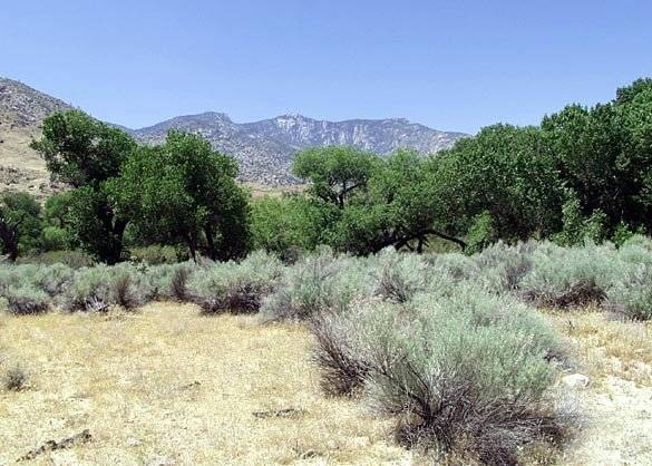 Canebrake Ecological Reserve - California Department of Fish and Wildlife (CDFW) (12/31/2003)