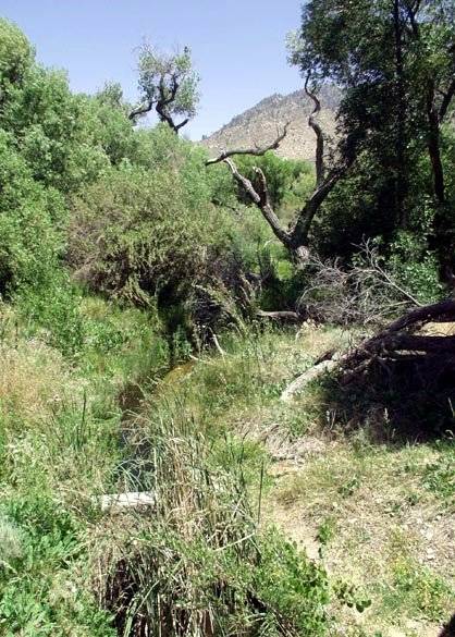 Canebrake Ecological Reserve - California Department of Fish and Wildlife (CDFW) (12/31/2003)