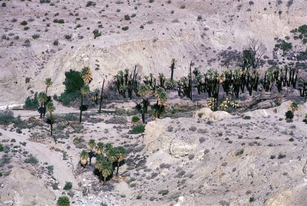 Indio Hills Palms Park Property (1/20/2016 - Credits: Courtesy of California State Parks, 2016)