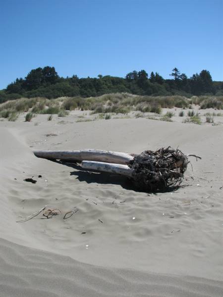 Little River State Beach (SB) (1/20/2016 - Credits: http://www.parks.ca.gov/ImageGallery/?page_id=419)