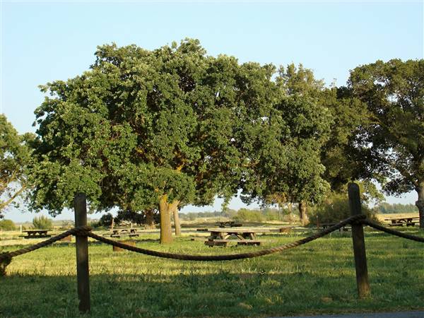 Brannan Island State Recreation Area (SRA) - http://stateparkclosurestrip.blogspot.com/ (3/2/2016 - Credits: Photo courtesy of Lucy D'Mot)