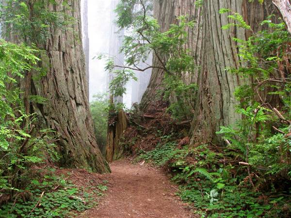 Del Norte Coast Redwoods State Park (SP) within the Redwood National and State Parks - http://stateparkclosurestrip.blogspot.com/ (3/2/2016 - Credits: Photo courtesy of Lucy D'Mot)