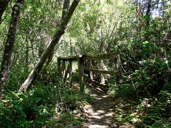 Samuel P. Taylor State Park (SP) - http://stateparkclosurestrip.blogspot.com/ (3/3/2016 - Credits: Photo courtesy of Lucy D'Mot)