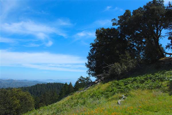 Mount Tamalpais State Park (SP) (3/9/2016 - Credits: Photo courtesy of Marin Convention & Visitors Bureau)