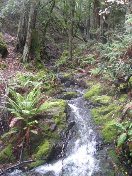 Mount Tamalpais State Park (SP) (3/9/2016 - Credits: Photo courtesy of Marin Convention & Visitors Bureau)