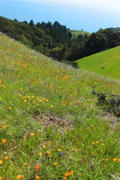 Mount Tamalpais State Park (SP) (3/9/2016 - Credits: Photo courtesy of Marin Convention & Visitors Bureau)
