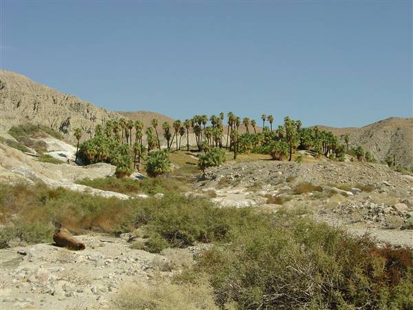 Indio Hills Palms Park Property (3/21/2016 - Credits: Photo courtesy of Steve Bier)