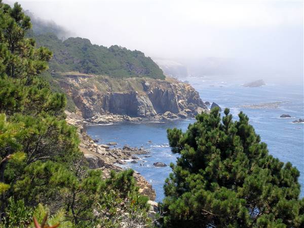 Salt Point State Park (SP) (8/13/2007 - Credits: Pinus_muricata_SaltPoint)